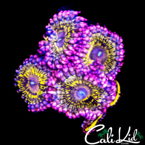 STRATOCASTER TYPE ZOA MINI COLONY