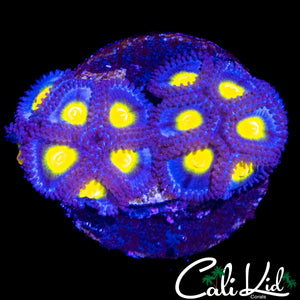 AOI ZOA MINI COLONY