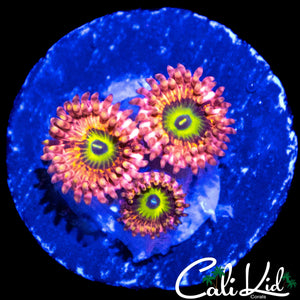 CK LBC ZOA TRIPLE