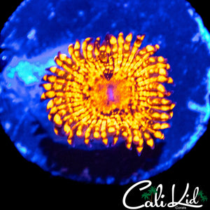 CK MAUL ZOA