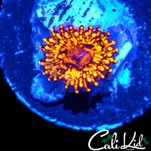 CK MAUL ZOA