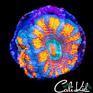 ULTRA STRIPE ACAN DOUBLE