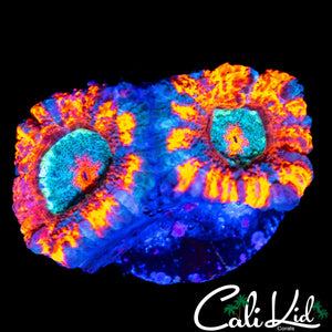 ULTRA STRIPE ACAN DOUBLE