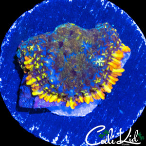 RARE RAINBOW RIM RHODACTIS