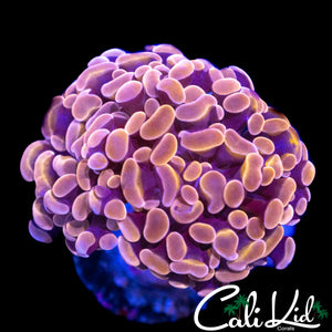 PURPLE / GOLD BRANCHING HAMMER