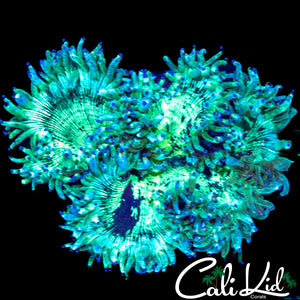 BLUE TIP ULTRA ELEGANCE