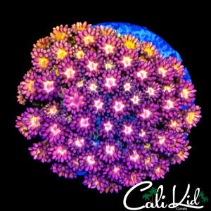 INSANE RAINBOW GONI COLONY