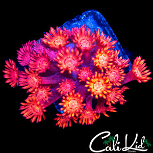 BEAUTIFUL BI COLOR GONI