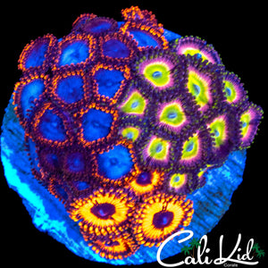 BANGIN ASSORTED ZOA COLONY