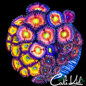 BANGIN ASSORTED ZOA COLONY