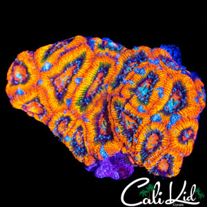 ULTIMATE RAINBOW ACAN COLONY