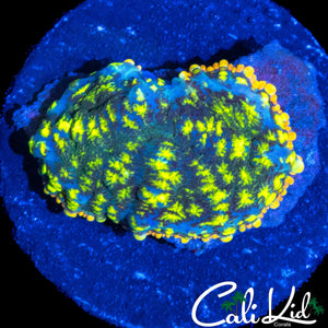 RARE RAINBOW RIM RHODACTIS