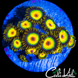 RASTA ZOA COLONY