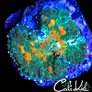 ORANGE SPOTTED RHODACTIS