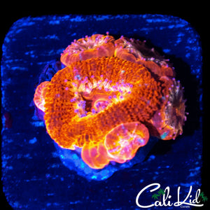 CK FLAMETHROWER ACAN W/ BABIES