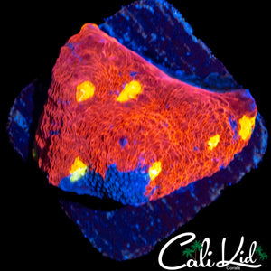 INDO RAINBOW CHALICE CHUNK