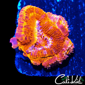 CK FLAMETHROWER ACAN W/ BABIES
