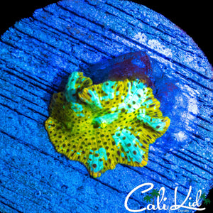 LEOPARD DISCO MUSHROOM