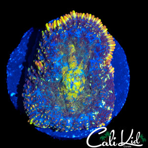 RARE RAINBOW RIM RHODACTIS