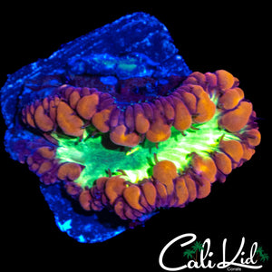 BUBBLE BLASTO