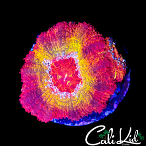 CK DIRTY LEPRECHAUN ACAN DOUBLE