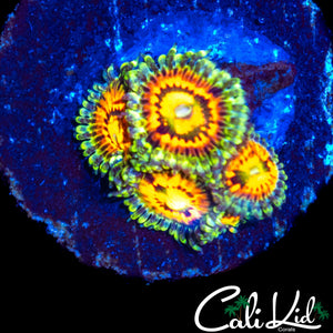 RAINBOW INCINERATOR ZOA QUAD