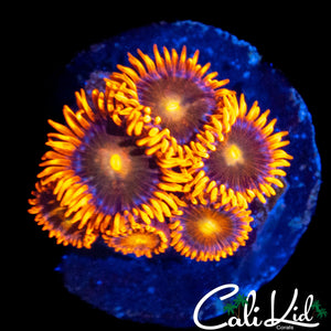 CK UNRELEASED ZOA MINI COLONY