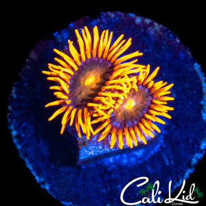 CK UNRELEASED ZOA DOUBLE