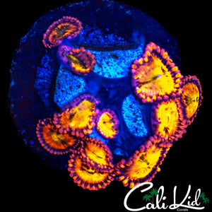 SAKURA TYPE ZOA MINI COLONY