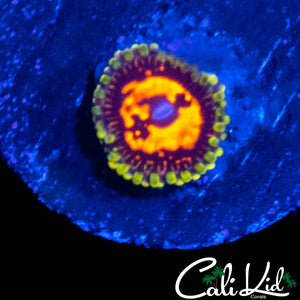 REVERSE HALLUCINATION ZOA