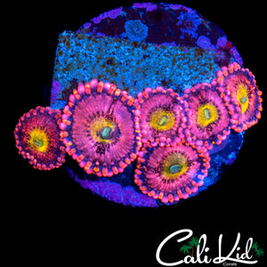 CK CHERRY BLOSSOM MINI COLONY