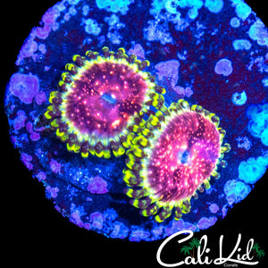 STRAWBERRY WINE ZOA DOUBLE