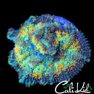CK UNRELEASED RAINBOW RHODACTIS