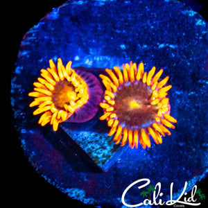 CK UNRELEASED ZOA DOUBLE