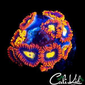 ULTRA ZOA MINI COLONY