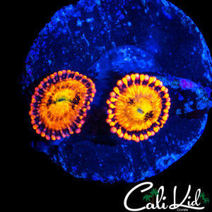 SAKURA TYPE ZOA DOUBLE