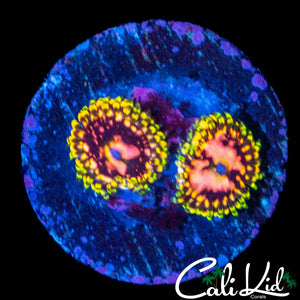 CK KRAK KILLER ZOA DOUBLE