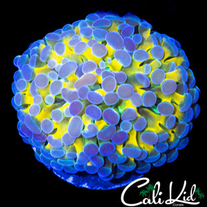 CK GOLDEN EYE FRAMMER