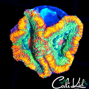 RARE ASIAN ACAN DOUBLE