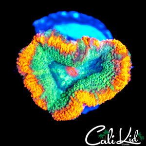 RARE ASIAN ACAN