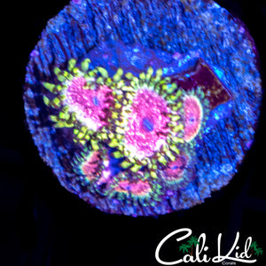 STRAWBERRY WINE MINI COLONY