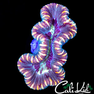 ULTRA RAINBOW TRACHY