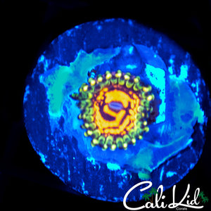 REVERSE HALLUCINATION ZOA