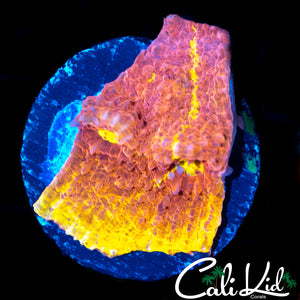 CK RAINBOW SOUL CHALICE