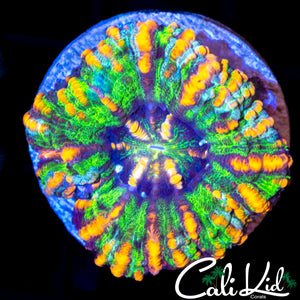 ULTIMATE RAINBOW BUTTON SCOLY