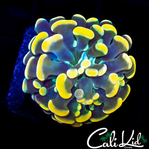 GOLDEN BRANCHING HAMMER