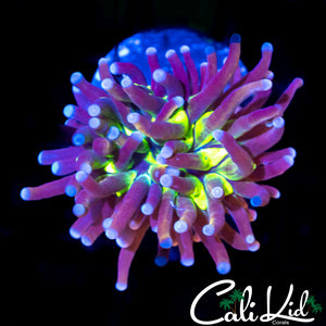 GREEN STREAK TORCH