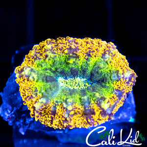 INSANE RAINBOW LOBO BABY