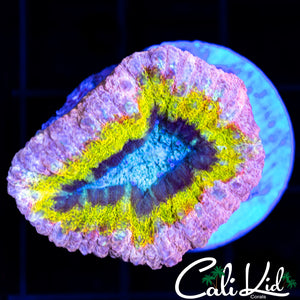 RARE GOLDEN PINK RIM LOBO