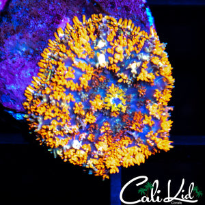 CK GUMDROP MUSHROOM